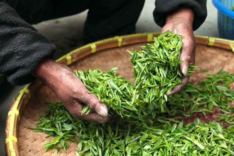 Hogyan készül a tea - az ültetéstől a csészéig